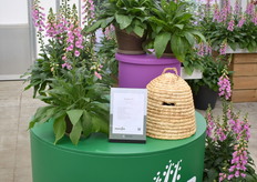 Een waar buffet voor de bijen, Panter van Takii kreeg deze Trials extra aandacht. Het is een steriele hybride uit zaad en blijft mooi compact en blijft heel de zomer lang bloemen geven.